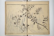 Soken Picture Album: The Plant Section (Soken gafu: Sōka no bu)  素絢画譜 草花之部, Yamaguchi Soken 山口素絢 (Japanese, 1759–1818), Woodblock printed book; ink on paper, Japan