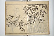 Soken Picture Album: The Plant Section (Soken gafu: Sōka no bu)  素絢画譜 草花之部, Yamaguchi Soken 山口素絢 (Japanese, 1759–1818), Woodblock printed book; ink on paper, Japan
