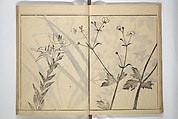 Soken Picture Album: The Plant Section (Soken gafu: Sōka no bu)  素絢画譜 草花之部, Yamaguchi Soken 山口素絢 (Japanese, 1759–1818), Woodblock printed book; ink on paper, Japan
