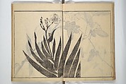 Soken Picture Album: The Plant Section (Soken gafu: Sōka no bu)  素絢画譜 草花之部, Yamaguchi Soken 山口素絢 (Japanese, 1759–1818), Woodblock printed book; ink on paper, Japan
