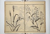 Soken Picture Album: The Plant Section (Soken gafu: Sōka no bu)  素絢画譜 草花之部, Yamaguchi Soken 山口素絢 (Japanese, 1759–1818), Woodblock printed book; ink on paper, Japan