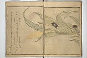 Picture Book of Selected Insects (The Insect Book) (Ehon mushi erami) 画本虫撰, Kitagawa Utamaro 喜多川歌麿 (Japanese, ca. 1754–1806), Set of two woodblock printed books; ink, color, and mica (vol. 2) on paper, Japan