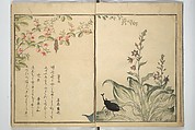Picture Book of Selected Insects (The Insect Book) (Ehon mushi erami) 画本虫撰, Kitagawa Utamaro 喜多川歌麿 (Japanese, ca. 1754–1806), Set of two woodblock printed books; ink, color, and mica (vol. 2) on paper, Japan