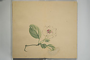 Untitled Picture Album of Twenty-five Watercolor Paintings, Nishiyama Hōen 西山芳園 (Japanese, 1807–1867), Orihon, accordion-style; ink and color on paper, Japan