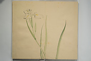 Untitled Picture Album of Twenty-five Watercolor Paintings, Nishiyama Hōen 西山芳園 (Japanese, 1807–1867), Orihon, accordion-style; ink and color on paper, Japan