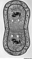 Saddle Rug with Lion Roundels, Foundation: cotton;  wool knotting, China