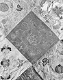 Embroidered Patchwork Panel, Silk needle-loop embroidery over gilt paper on simple gauze silk, silk damask, silk satin, and plain weave silk, China