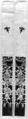 Sleeve Band, Silk, metallic thread;  on silk, China