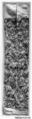 Sleeve Band, Silk; on silk, China