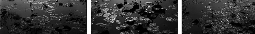Yuanming Yuan, Beijing, China (Waterdrop Lotus Triptych), Lois Conner American, Pigment ink prints