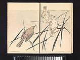 Seitei’s Birds and Flowers Painting Manual, Watanabe Seitei (Japanese, 1851–1918), Woodblock printed book (Japanese-style binding); ink and color on paper, Japan