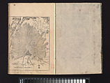 A Beginner’s Pictorial Encyclopedia of Natural History, Tachibana Morikuni (Japanese, 1679–1748), Three volumes of woodblock printed books (Japanese-style binding); ink on paper , Japan