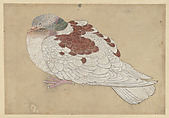 Bird, Ogawa Haritsu (Ritsuō) Japanese, Watercolor on paper, Japan