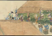 Illustrations of Uji Tea Production, Painting by Saitō Motonari (Japanese, active ca. 1800), Handscroll of thirty-two sheets reformatted as a folding album (orihon), Japan
