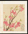 Flowers, Liang Yuwei (Chinese, 1844–1917), Album of twelve leaves; ink and color on silk, China