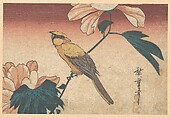 Hibiscus Mutabilis and Jay, Utagawa Hiroshige  Japanese, Woodblock print; ink and color on paper, Japan