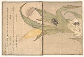 Evening Cicada, Higurashi; Spider, Kumo, from the Picture Book of Crawling Creatures (Ehon mushi erami), Kitagawa Utamaro  Japanese, Page from woodblock printed book; ink and color on paper, Japan
