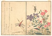 Red Dragonfly (Akatonbo); Locust (Inago), from the Picture Book of Crawling Creatures (Ehon mushi erami), Kitagawa Utamaro Japanese, Page from woodblock-printed book; ink and color on paper, Japan