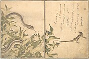 Rat Snake (Hebi); Lizard or Skink (Tokage), from the Picture Book of Crawling Creatures (Ehon mushi erami)
, Kitagawa Utamaro Japanese, Page from woodblock-printed book; ink and color on paper, Japan