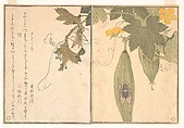 Grasshopper (Kirigirisu); Cicada (Semi), from the Picture Book of Crawling Creatures (Ehon mushi erami)
, Kitagawa Utamaro Japanese, Page from woodblock-printed book; ink and color on paper, Japan