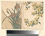 Cherry Blossoms and Irises, from the illustrated book Flowers of the Four Seasons, Kitagawa Utamaro Japanese, Woodblock print; ink and color on paper, Japan