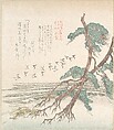 Sea-Side Landscape with Pine Trees and Flying Cranes, Kubo Shunman (?) Japanese, Woodblock print (surimono); ink and color on paper, Japan