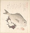 Tai Fish and Top-Shells, Kubo Shunman (?) Japanese, Woodblock print (surimono); ink and color on paper, Japan