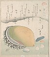 Awabi (Ear-Shell) and Various Shells, Totoya Hokkei  Japanese, Woodblock print (surimono); ink and color on paper, Japan