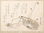 Shrimp and Udo Plant, Uematsu Tōshū Japanese, Woodblock print (surimono); ink and color on paper, Japan