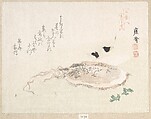 Cuttle Fish, Kikuchi Yōsai  Japanese, Woodblock print (surimono); ink and color on paper, Japan