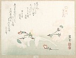Cherry Flowers, Kikuchi Yōsai  Japanese, Woodblock print (surimono); ink and color on paper, Japan
