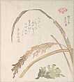 Rice Plant and Butter-Burs, Kubo Shunman (?) Japanese, Woodblock print (surimono); ink and color on paper, Japan