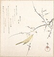 New Moon; Nightingale on a Plum Branch, Ryūryūkyo Shinsai  Japanese, Woodblock print (surimono); ink and color on paper, Japan