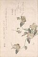 Yamabuki Flowers (kerria japonica), Unidentified artist, Woodblock print (surimono); ink and color on paper, Japan