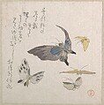 Butterflies, Kubo Shunman (?) Japanese, Part of an album of woodblock prints (surimono); ink and color on paper, Japan