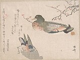 Pair of Ducks Swimming, Ryūryūkyo Shinsai  Japanese, Part of an album of woodblock prints (surimono); ink and color on paper, Japan