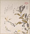 Magnolia Flowers, Kubo Shunman Japanese, Part of an album of woodblock prints (surimono); ink and color on paper, Japan
