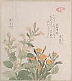 The Common Marigold and The Rajoman Flowers, Kubo Shunman Japanese, Part of an album of woodblock prints (surimono); ink and color on paper, Japan