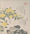 Corchorus (or Yellow Rose) and Creeping Saxifrage, Kubo Shunman Japanese, Part of an album of woodblock prints (surimono); ink and color on paper, Japan