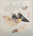 Various moths and butterflies, Kubo Shunman  Japanese, Woodblock print (surimono); ink and color on paper, Japan