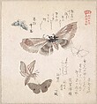 Various Moths and Butterflies, Kubo Shunman Japanese, Part of an album of woodblock prints (surimono); ink and color on paper, Japan