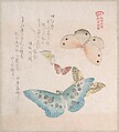 Various Moths and Butterflies, Kubo Shunman Japanese, Part of an album of woodblock prints (surimono); ink and color on paper, Japan