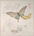 Various Moths and Butterflies, Kubo Shunman Japanese, Part of an album of woodblock prints (surimono); ink and color on paper, Japan
