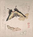Various Moths and Butterflies, Kubo Shunman Japanese, Part of an album of woodblock prints (surimono); ink and color on paper, Japan