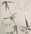 Roses and Bamboo with Nightingale, Teisai Hokuba  Japanese, Part of an album of woodblock prints (surimono); ink and color on paper, Japan