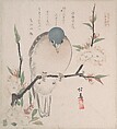 Spring Rain Collection (Harusame shū), vol. 3: Mountain Dove and Peach Flowers, Teisai Hokuba  Japanese, Privately published woodblock prints (surimono) mounted in an album; ink and color on paper, Japan