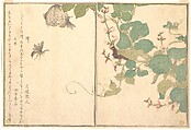 Paper Wasp (Hachi); Hairy Caterpillar (Kemushi), from the Picture Book of Crawling Creatures (Ehon mushi erami), Kitagawa Utamaro Japanese, Page from woodblock printed book; ink and color on paper, Japan