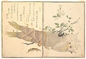 Mole Cricket (Kera); Earwig, (Hasami-mushi), from the Picture Book of Crawling Creatures (Ehon mushi erami)
, Kitagawa Utamaro Japanese, Page from woodblock printed book; ink and color on paper, Japan