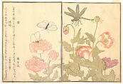 Butterfly (Chō); Dragonfly (Kagerō or Tonbo), from the Picture Book of Crawling Creatures (Ehon mushi erami), Kitagawa Utamaro Japanese, Page from woodblock printed book; ink and color on paper, Japan