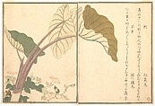 Horsefly (abu); Green Caterpillar, imomushi, from the Picture Book of Crawling Creatures (Ehon mushi erami), Kitagawa Utamaro  Japanese, Page from woodblock printed book; ink and color on paper, Japan